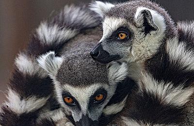 《皇家骑士团：重生》AI获优化 新增弹道预测功能